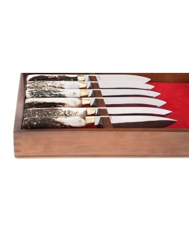 Terbutz Kit Premium (x6) (Asta de Ciervo)