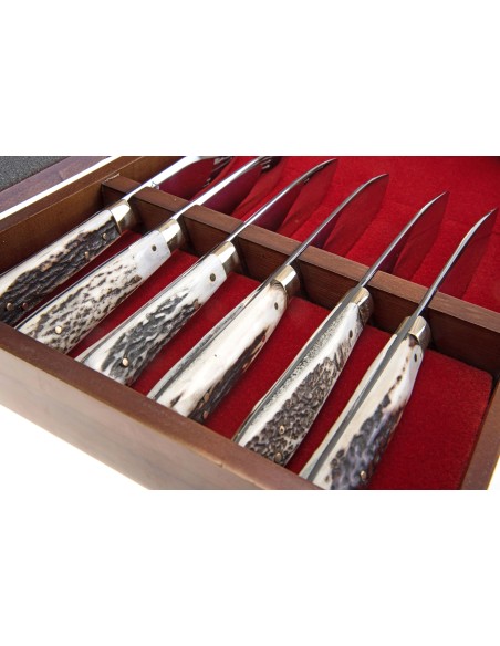 Terbutz Kit Premium (x6) (Asta de Ciervo)