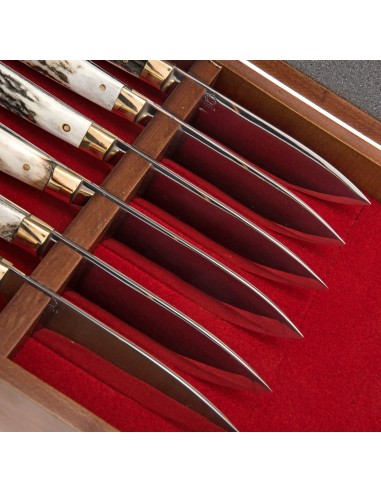 Terbutz Kit Premium (x6) (Asta de Ciervo)