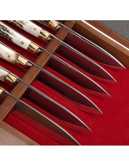 Terbutz Kit Premium (x6) (Asta de Ciervo)