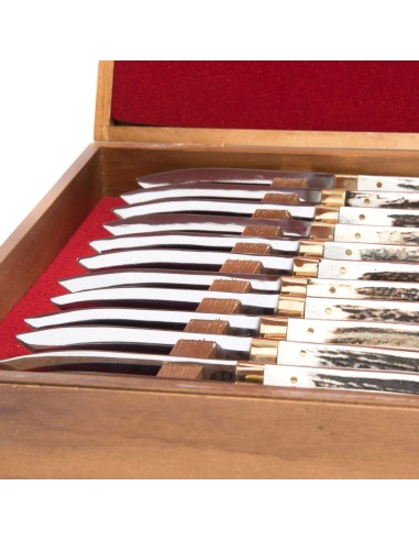 Terbutz Kit Premium (x12) (Asta de Ciervo)