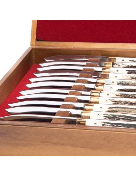 Terbutz Kit Premium (x12) (Asta de Ciervo)