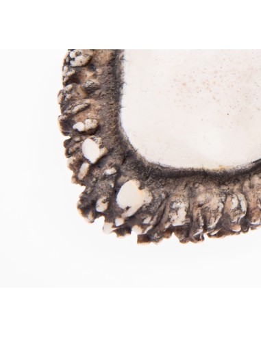 Terbutz Sacacorcho Roseta